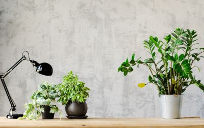 Wallpaper Border Installation in Denver, CO